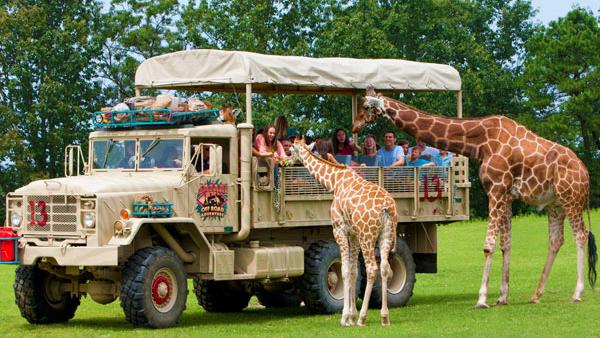 six flags safari drive through